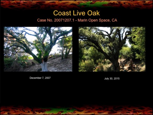 Grandfather oak before and after 7.5 years of healing.