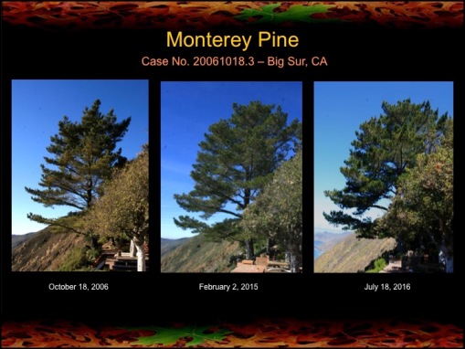 pine B